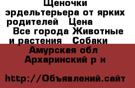 Щеночки эрдельтерьера от ярких родителей › Цена ­ 25 000 - Все города Животные и растения » Собаки   . Амурская обл.,Архаринский р-н